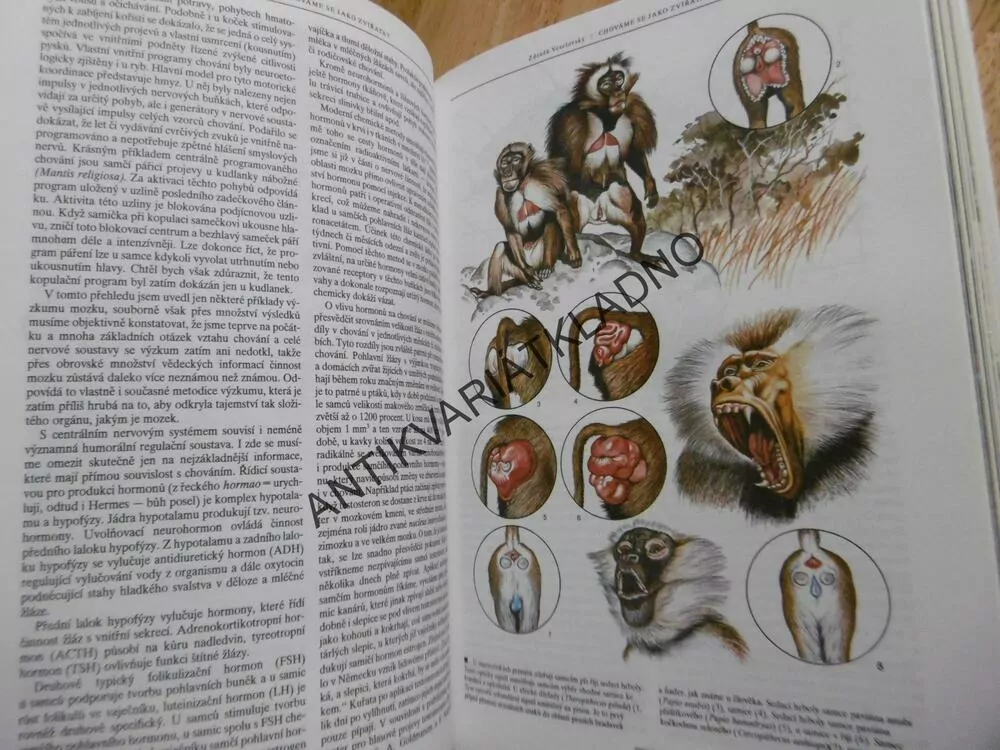 CHOVÁME SE JAKO ZVÍŘATA? ZDENĚK VESELOVSKÝ, **an