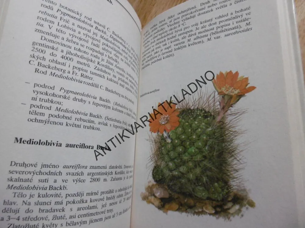 ZELENÍ JEŽCI, LOBKO, PELEŠKA, KAKTUSY, **an