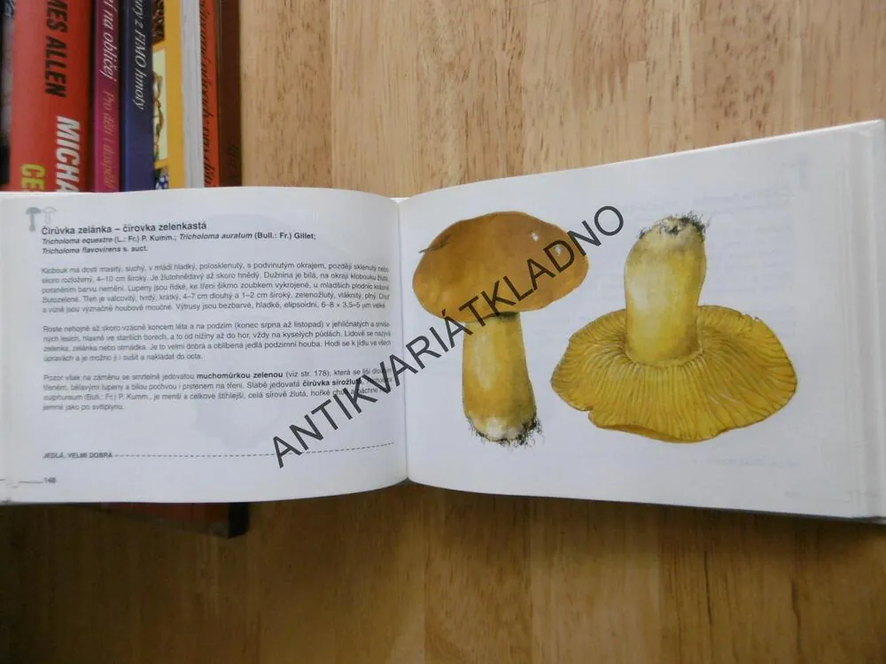 OKO 20 - NAŠE HOUBY, MYKOLOGIE, KOTLABA