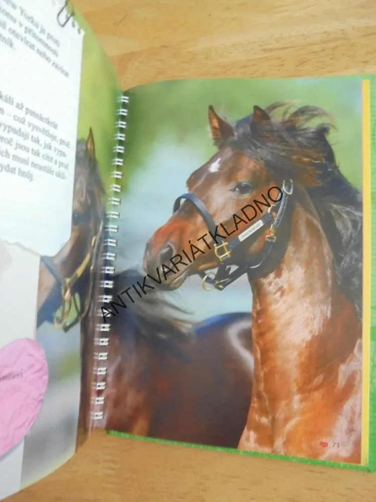 VŠECHNO CO JSTE CHTĚL VĚDĚT- JEZDECTVÍ, KŮŇ, KONĚ