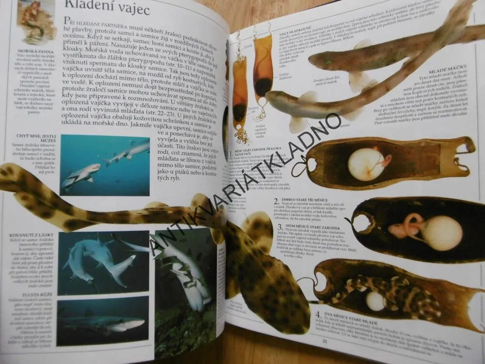 ŽRALOCI,VIDĚT, POZNAT, VĚDĚT, 
