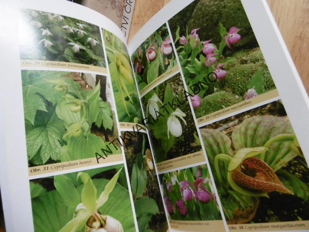 ORCHIDEJE NA ZAHRADĚ, ČESKÁ ZAHRADA, BOTANIKA