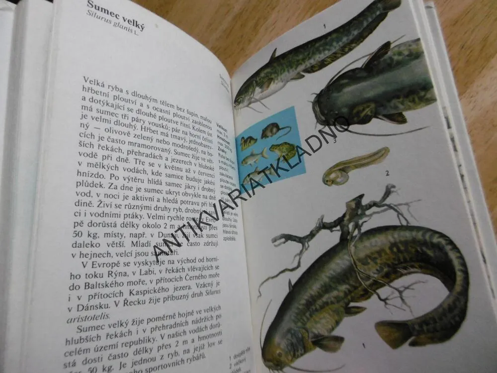 SLADKOVODNÍ RYBY, ČIHAŘ, MALÝ, **an