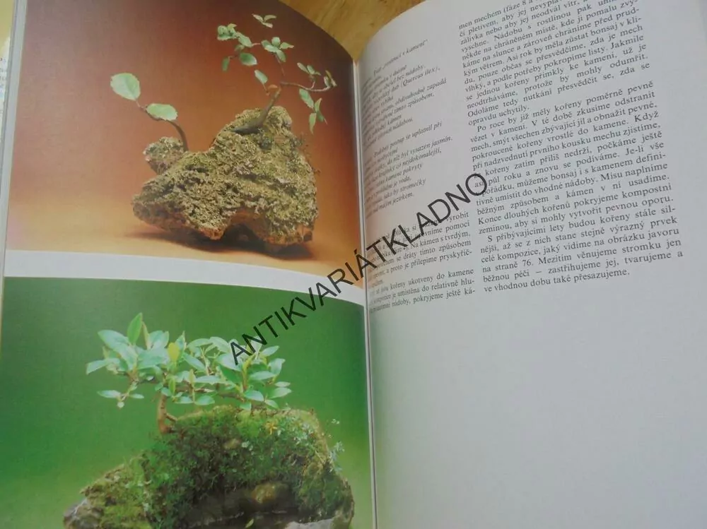 BONSAI, CHRISTINE STEWARTOVÁ, JAPONSKÁ ZAHRADA, **an