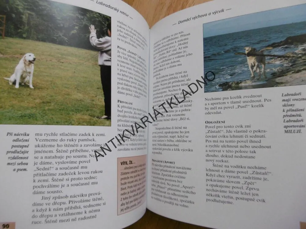 LABRADORSKÝ RETRÍVR, BERNARD DUKE RASA, PES, **an
