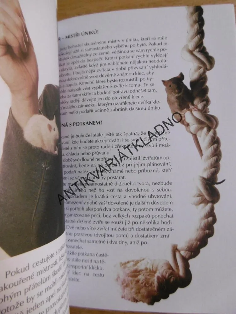 ZVÍŘATA U NÁS DOMA - POTKANI, CHOVATELSTVÍ, **an
