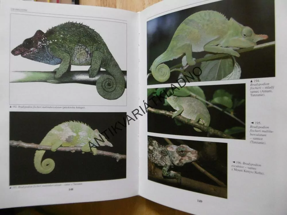 CHAMELEONI, PETR NEČAS, CHOVATELSTVÍ, TERARISTIKA, HERRPETOLOGIE, 