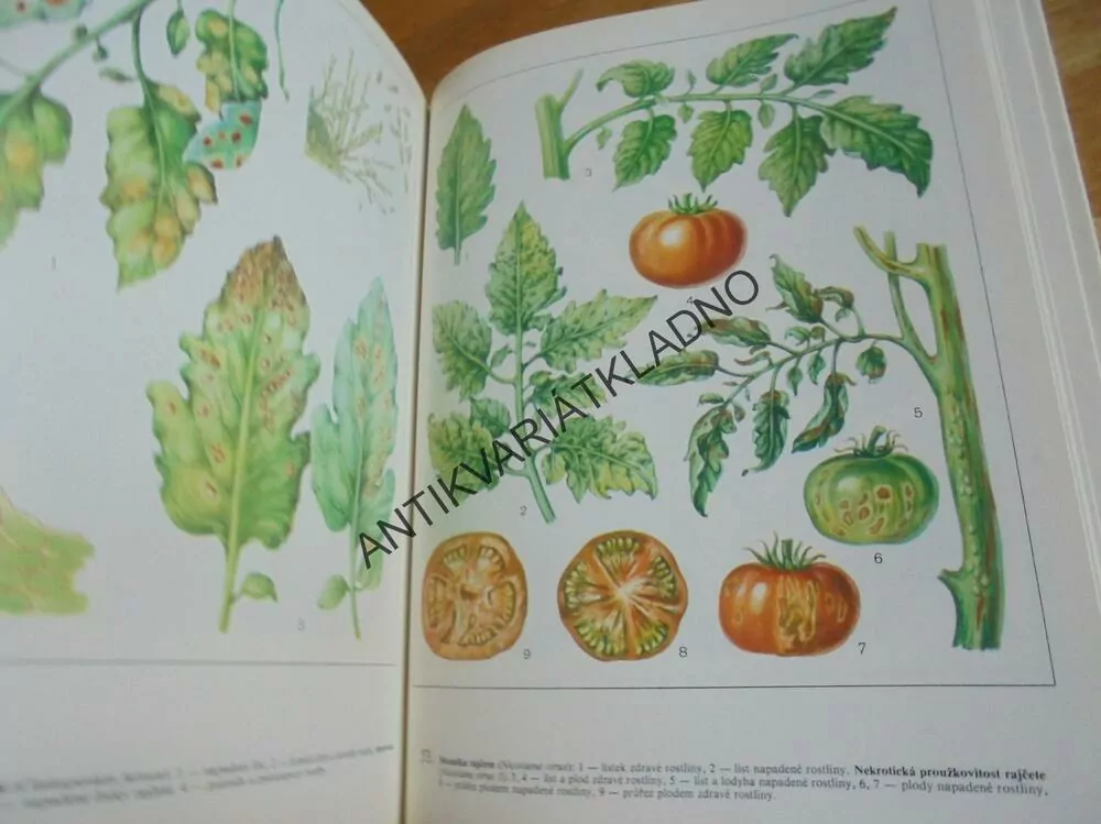 ATLAS ŠKŮDCŮ A CHOROB ZELENINY A BRAMBORU,TYMČENKO