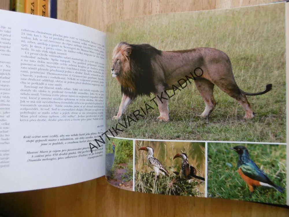 POD AFRICKÝM SLUNCEM, KEŇA, TANZANIE, ZANZIBAR, AFRIKA, **