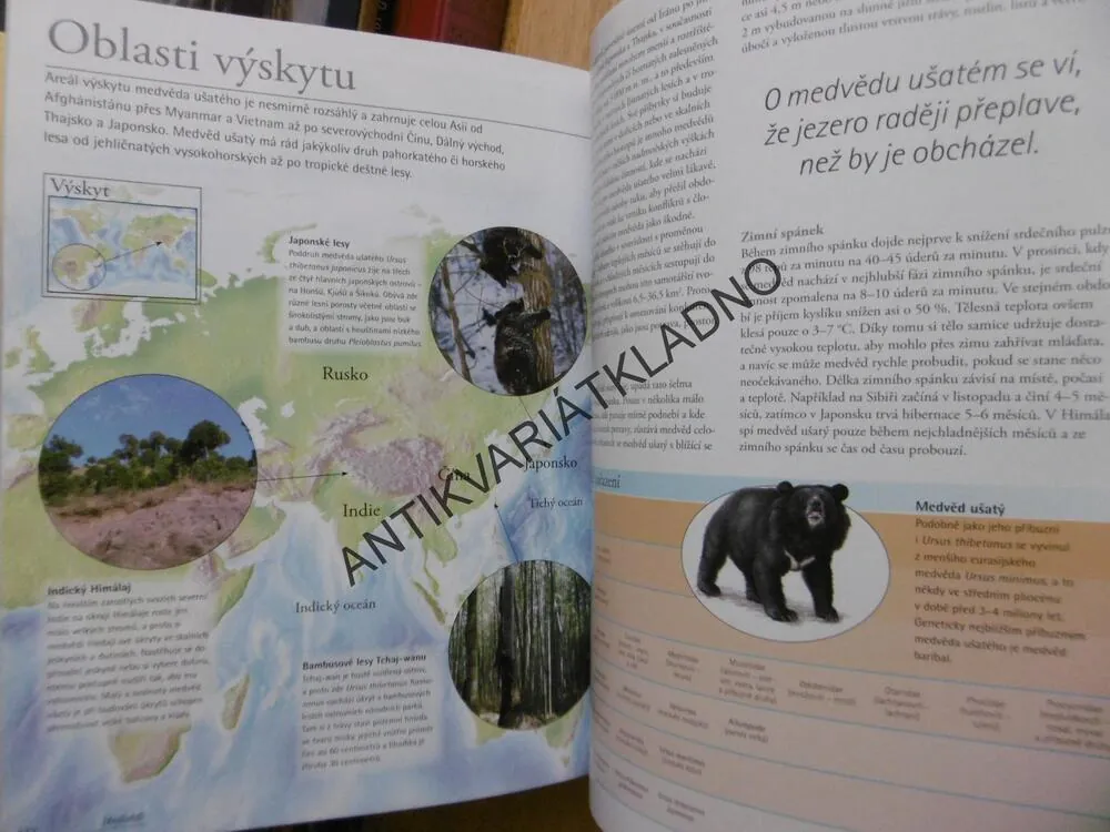 MEDVĚDI, OD MÍRUMILOVNÝCH PAND AŽ PO NEOHROŽENÉ MEDVĚDY LEDNÍ