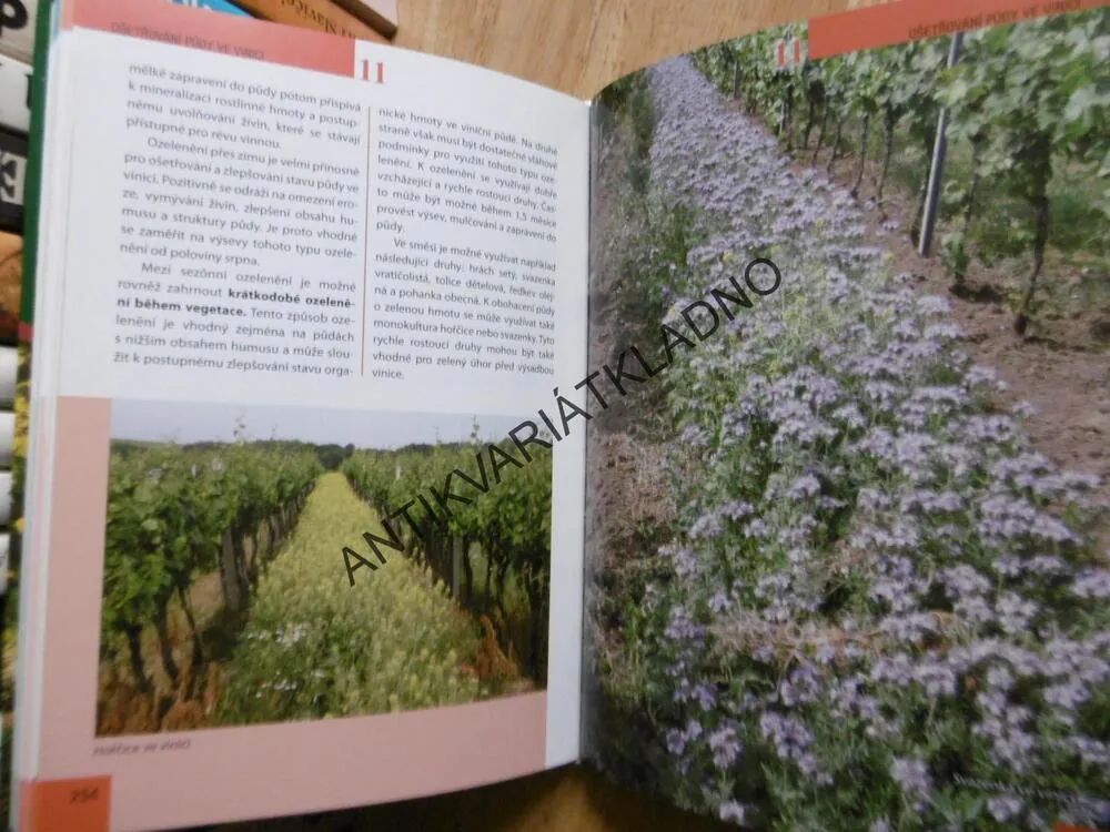 RÉVA VINNÁ PRO MALOPĚSTITELE, PAVLOUŠEK, LAMPÍŘ, **an