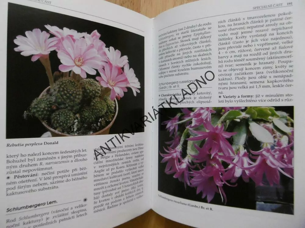 KAKTUSY A JAK JE PĚSTOVAT, ZAHRADA PRO RADOST, NAŠE HOBY. ŘÍHA, ŠUBÍK