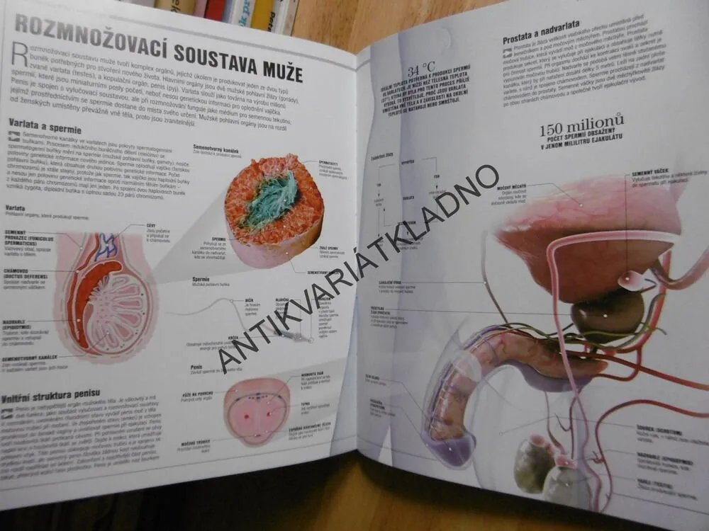 LIDSKÉ TĚLO, PRŮVODCE PRO CELOU RODINU, ANATOMIE, ILUSTROVANÝ ATLAS, **an