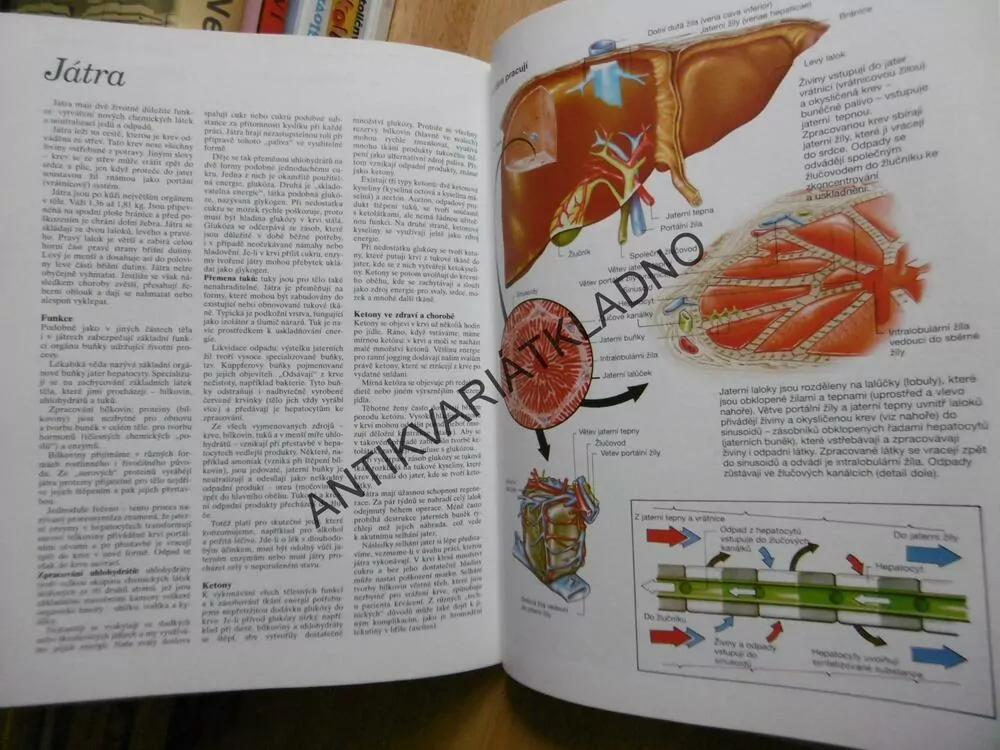 ATLAS LIDSKÉHO TĚLA, ANATOMIE, ILUSTROVANÝ ATLAS,