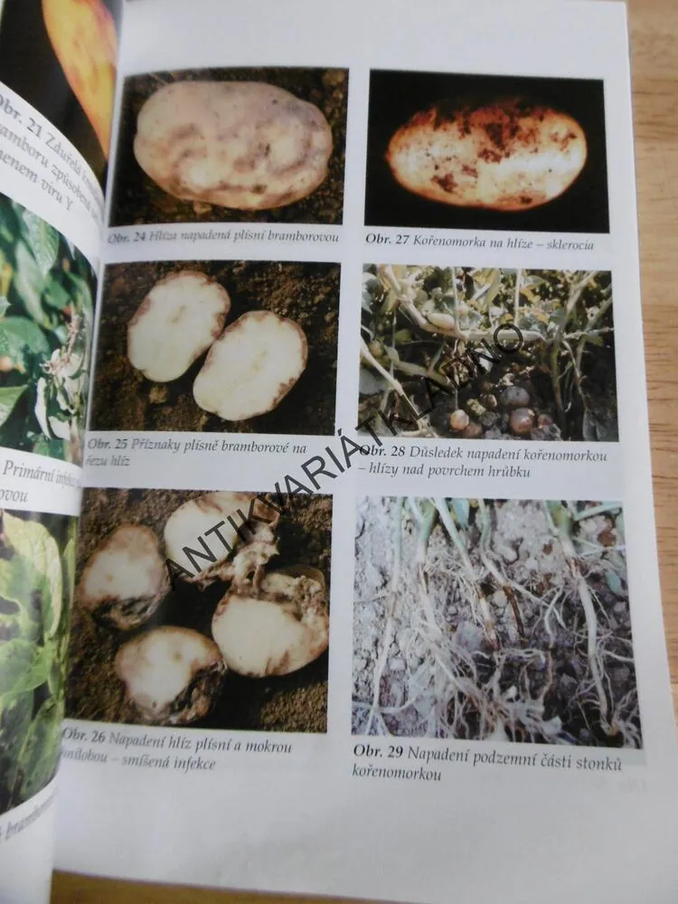 PĚSTUJEME BRAMBORY, ČESKÁ ZAHRADA, HNOJENÍ, CHOROBY, ŠKŮDCI, ODRŮDY, **an