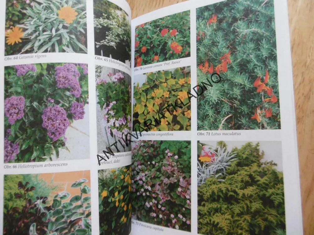 PŘENOSNÉ ROSTLINY PRO BALKONY, TERASY A LODŽIE, ČESKÁ ZAHRADA 34, 