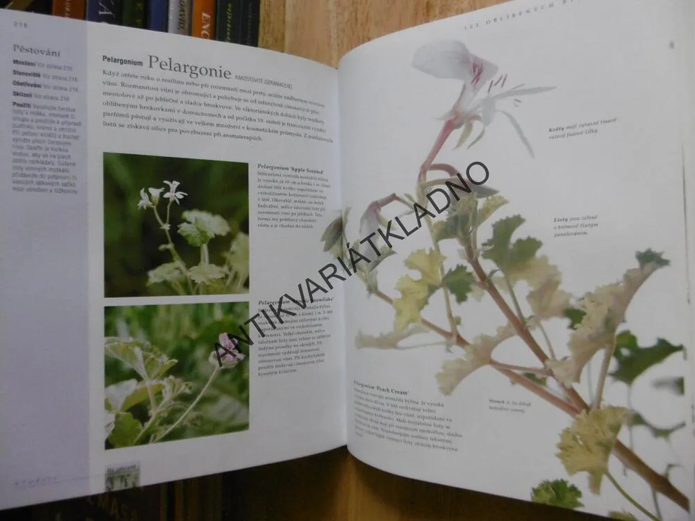 VELKÁ KNIHA O BYLINKÁCH, ZAHRADA, KUCHYŇ, DOMOV, ZDRAVÍ, JEKKA MCVICAROVÁ