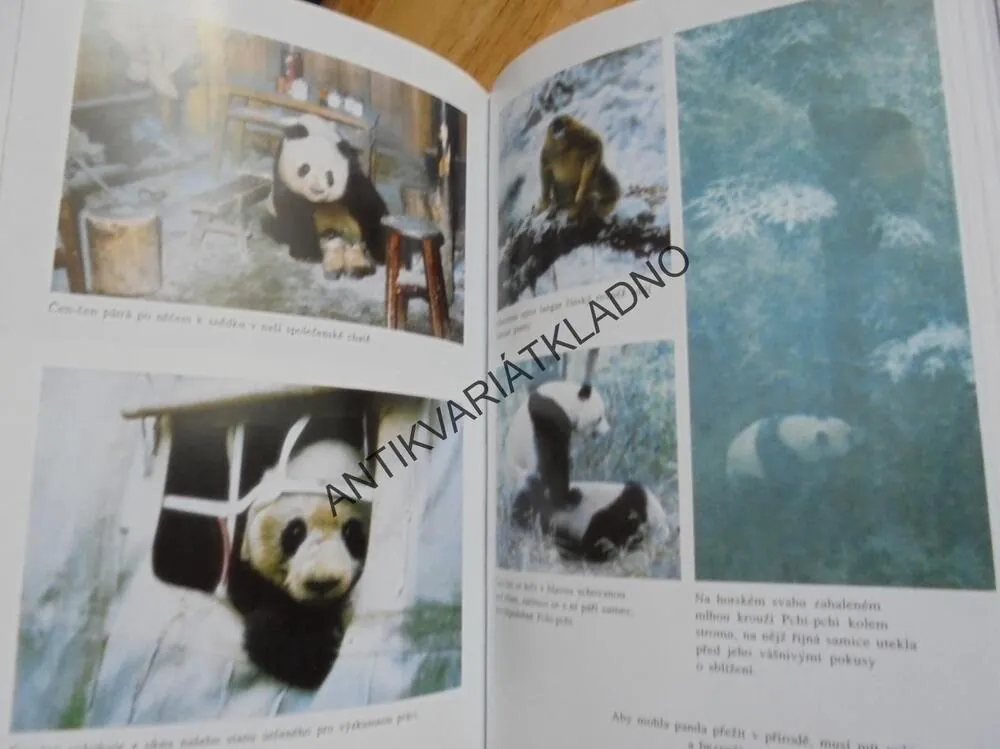 POSLEDNÍ PANDA, G.B.SCHALLER