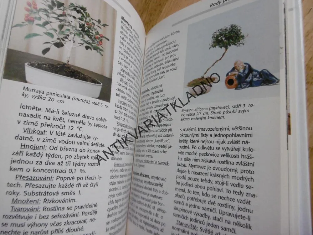 POKOJOVÉ BONSAJE, KAWOLLEK, BONSAI,JAPONSKÁ ZAHRADA, **an