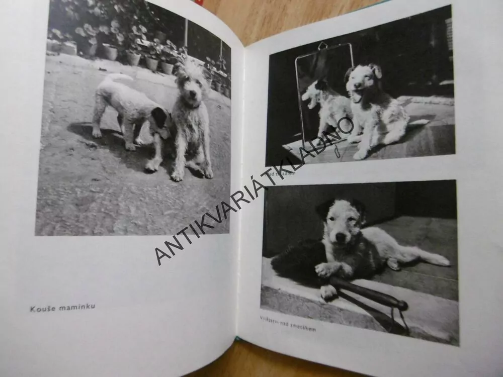 DÁŠENKA, ČILI ŽIVOT ŠTĚNĚTE, KAREL ČAPEK,1988, **an