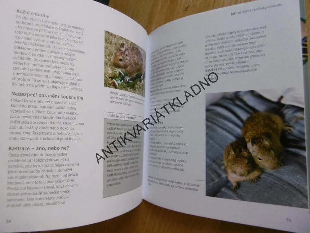 OSMÁK DEGU, JAK NA TO, ALEXANDRA BEISSWENGER, **an