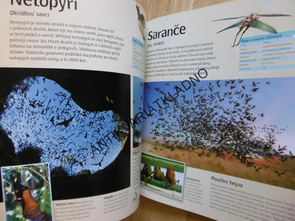 ZVÍŘATA NA CESTÁCH, MIGRACE ZVÍŘAT, ANIMAL PLANET, **an