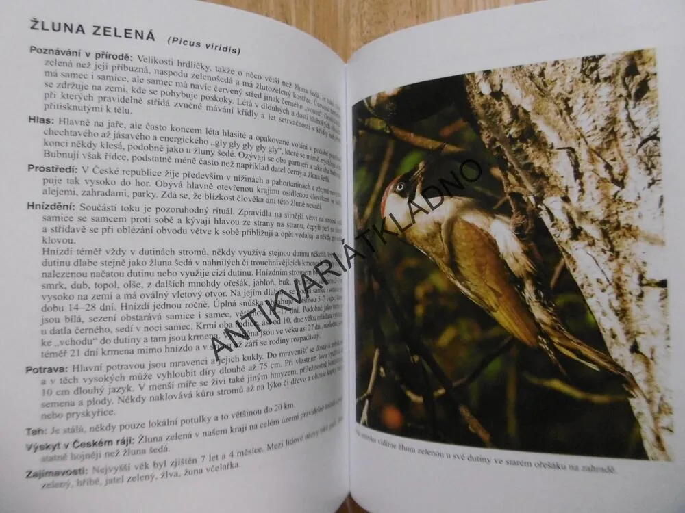 PTÁCI NEJEN ČESKÉHO RÁJE, ZDENĚK MRKÁČEK, FOTOGRAFICKÝ ATLAS PTÁKŮ, BEZ CD!!