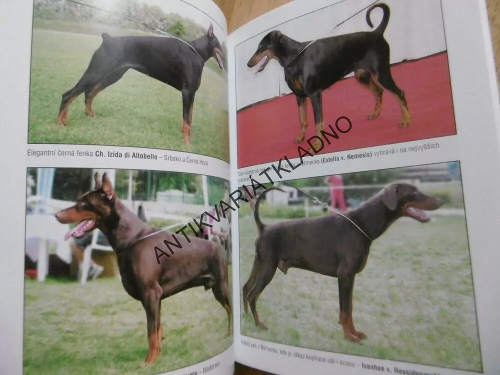 DOBRMAN, IVA LUPEČKOVÁ, CHOVÁME PSY, **an