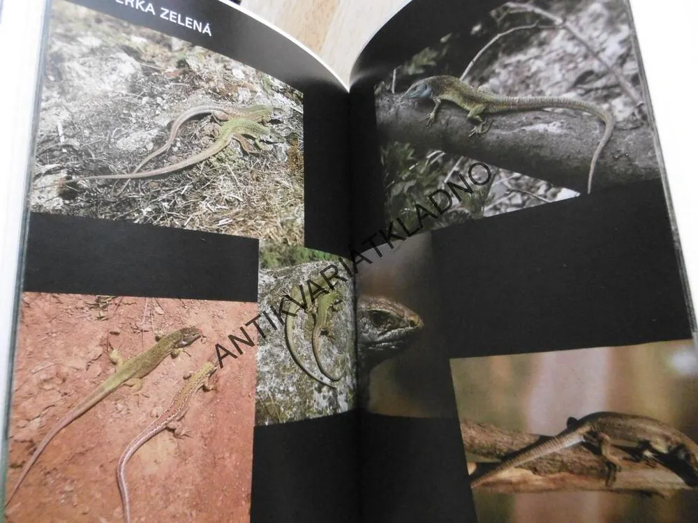 NAŠI OBOJŽIVELNÍCI A PLAZI VE FOTOGRAFII, IVAN ZWACH, CHOVATELSTVÍ, TERARISTIKA