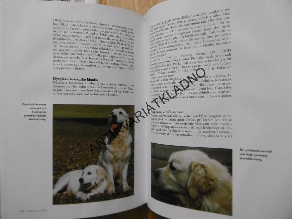 ZLATÝ RETRÍVR, ESTHER VERHOEF,**an