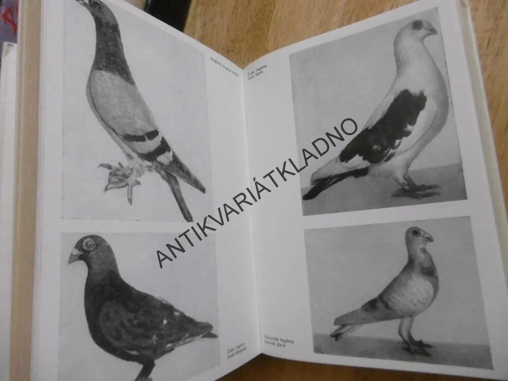 VZORNÍK PLEMEN HOLUBŮ, ČERMÁK, ŽUPKA