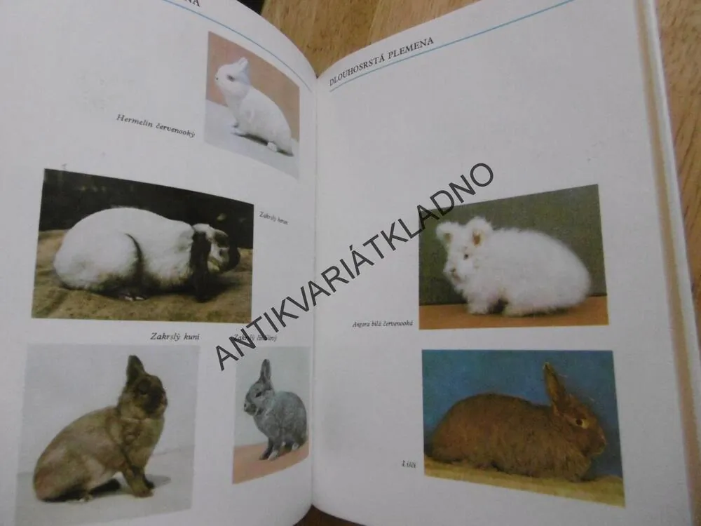 VZORNÍK PRO POSUZOVÁNÍ KRÁLÍKŮ V ČSSR