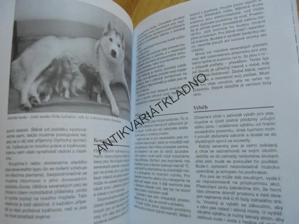 SEVERSKÁ PLEMENA PSŮ, MALAMUT, HASKY, SAMOJED,PES, **an