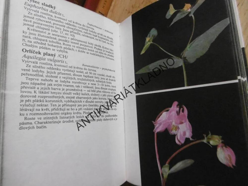 LESNÍ ROSTLINY VE FOTOGRAFII, PORUBA, **an
