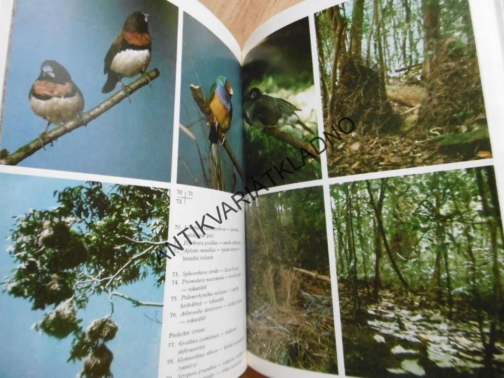 PTÁCI AUSTRÁLIE, STANISLAV CHVAPIL, **an