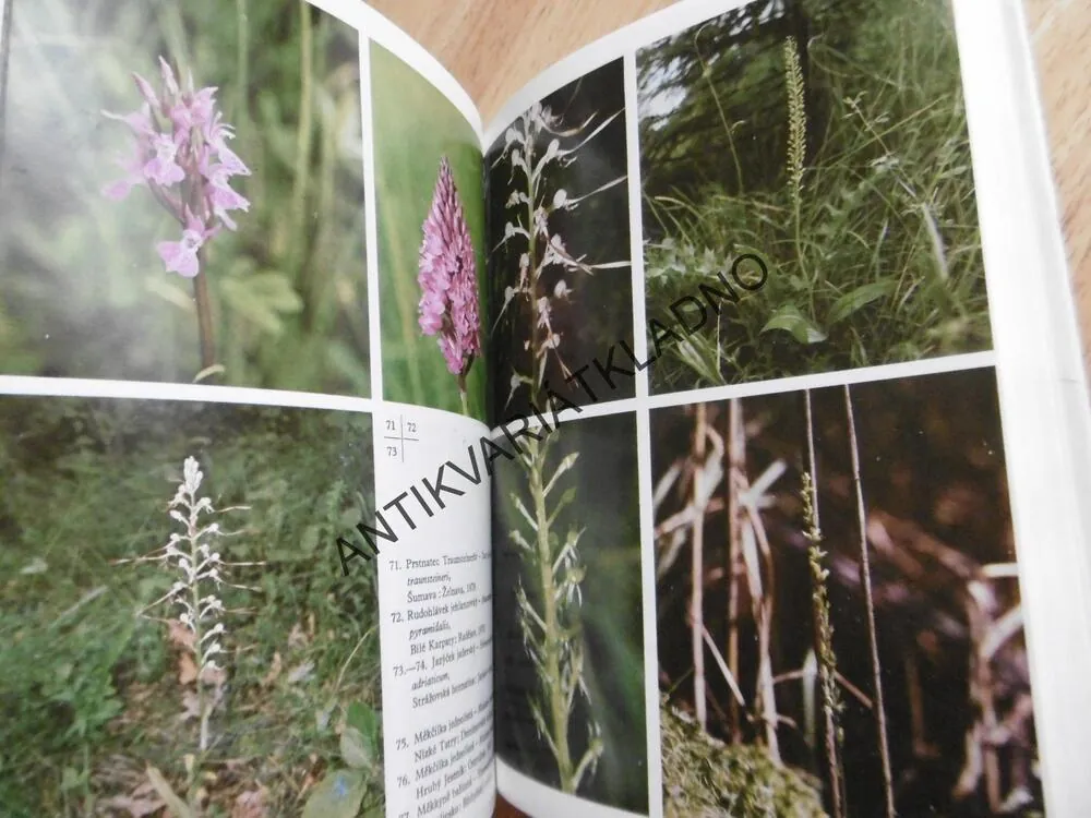 ORCHIDEJE NAŠÍ PŘÍRODY, F.PROCHÁZKA, V. VELÍŠEK, **an