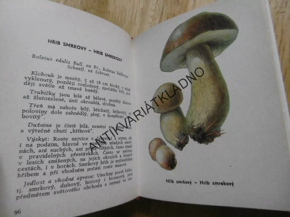 HOUBY V PŘÍRODĚ A V KUCHYNI, SMOTLACHA, J. NOVÁK, MYKOLOGIE, **an