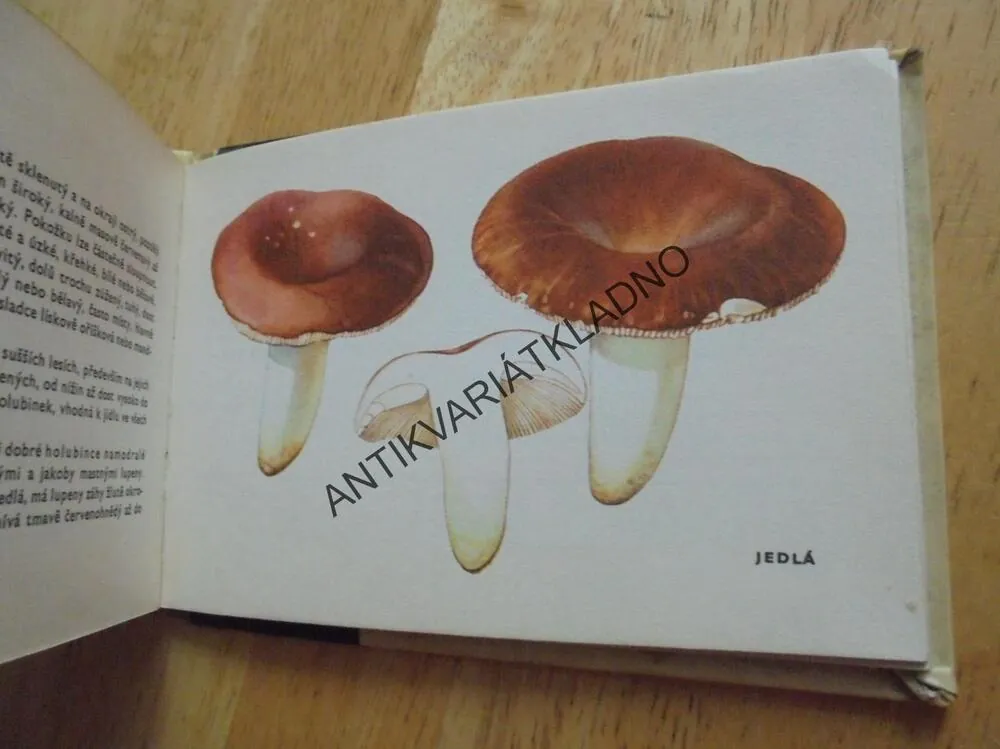 OKO 20 - NAŠE HOUBY, MYKOLOGIE, KOTLABA, 1965, **an