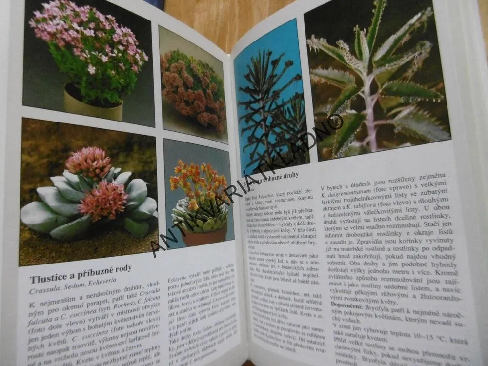 POKOJOVÉ ROSTLINY, HERTA SIMONOVÁ, VÝBĚR, PÉČE, KVĚTINY, **an