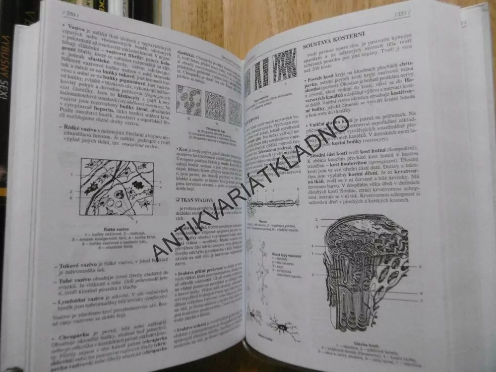 BIOLOGIE PRO GYMNÁZIA, JELÍNEK, ZICHÁČEK, 2003,