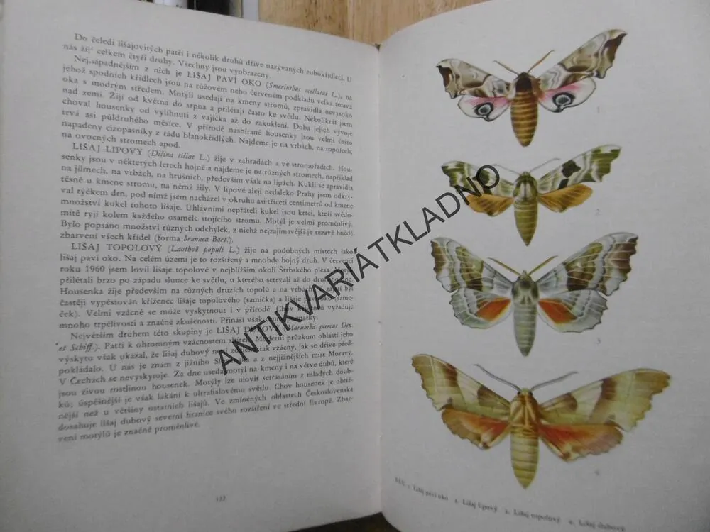 MOTÝLI, JOSEF MOUCHA, FRANTIŠEK PROCHÁZKA, **an