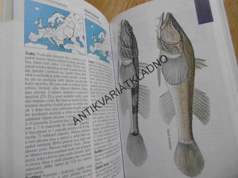 SLADKOVODNÍ RYBY, PRŮVODCE PŘÍRODOU, **an