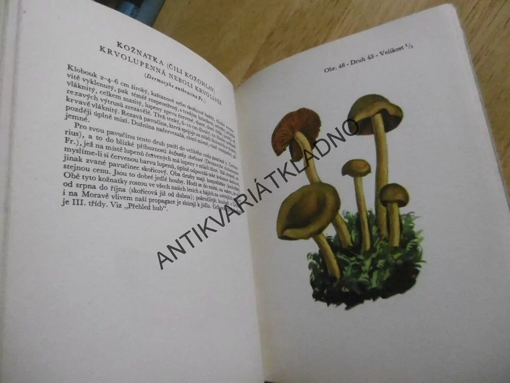 50 DRUHŮ HUB, HOUBY, SMOTLACHA, VEJRYCH, MYKOLOGIE, **an