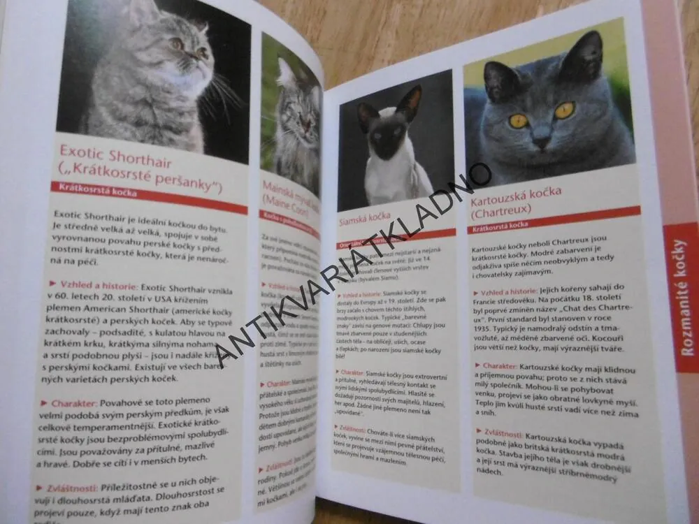 KOČKA, SEBEVĚDOMÁ, CHYTRÁ, HRAVÁ, BIRGIT GOLLMANN, **an