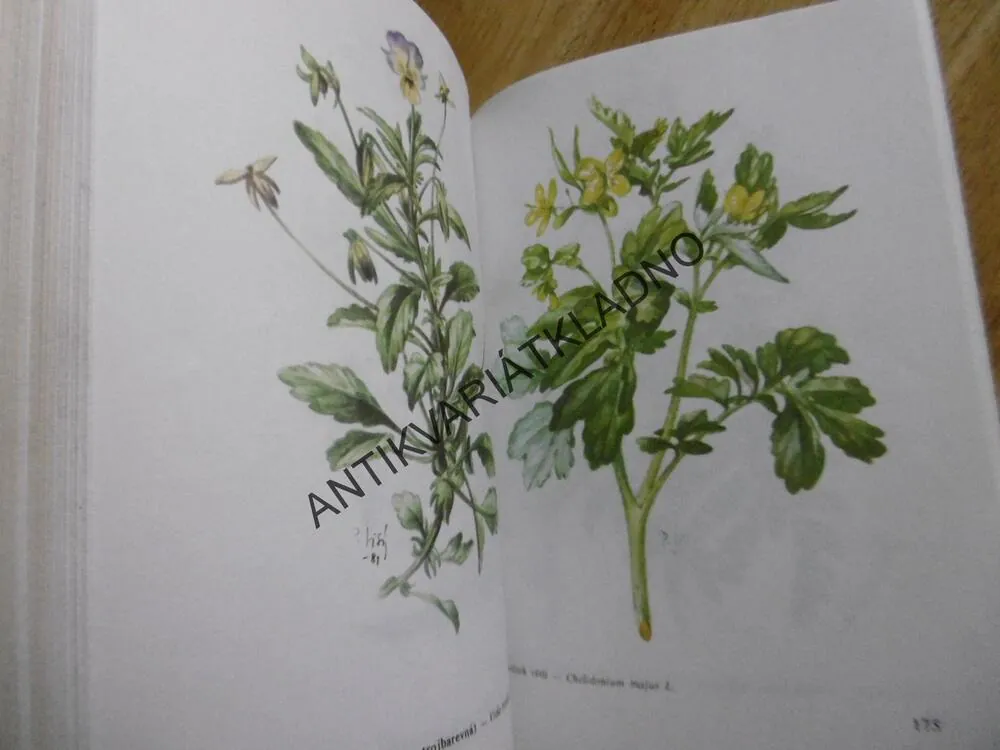 LÉČIVÉ ROSTLINY II., SBÍRÁME LÉČIVÉ ROSTLINY, **an