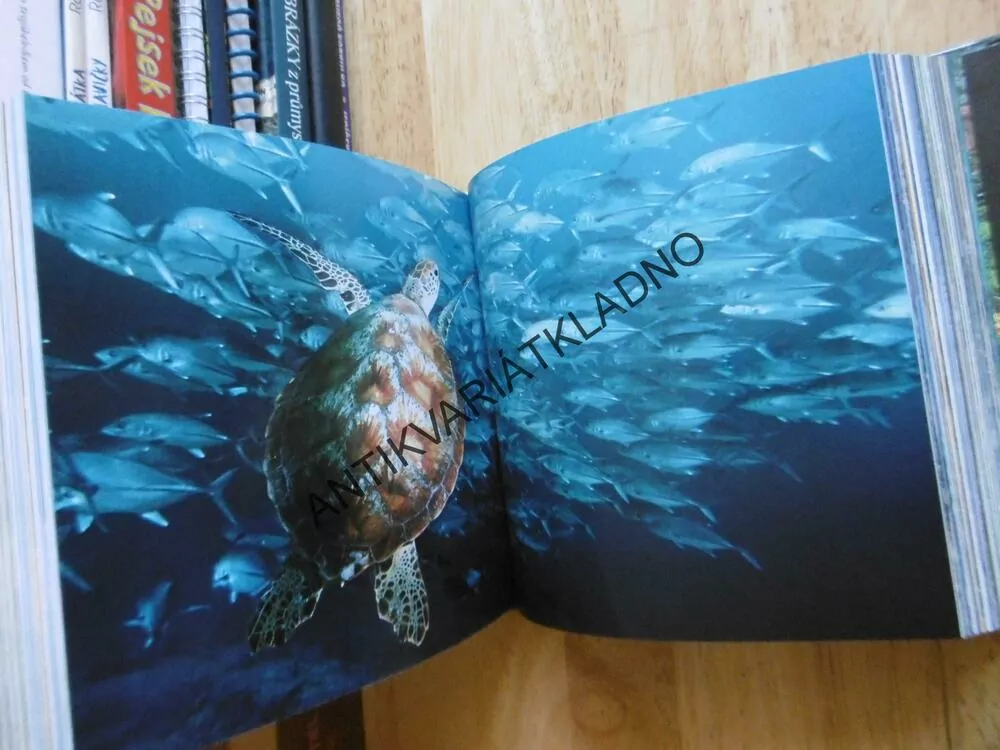 DIVOKÁ ZVÍŘÁTA, CUBE BOOK, **an