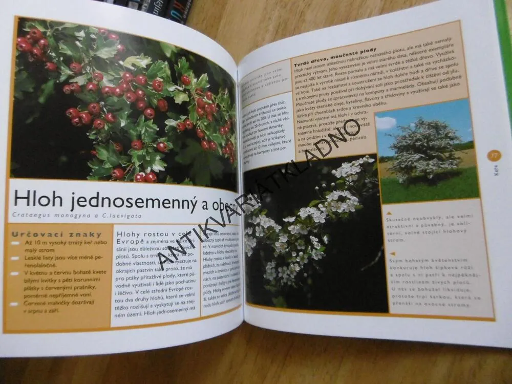 STROMY A KEŘE, PRŮVODCE NAŠÍ PŘÍRODOU, M. LOHMANN, **an