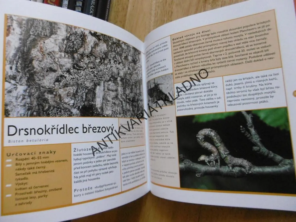 MOTÝLI, PRŮVODCE NAŠÍ PŘÍRODOU, M. LOHMANN, **an