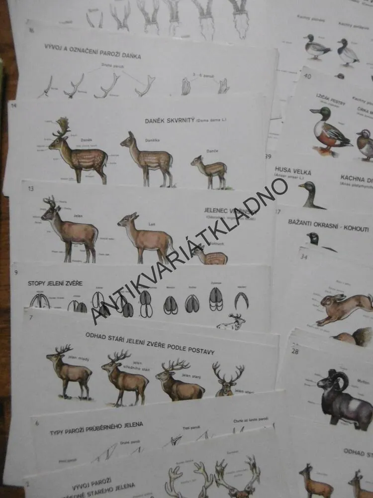 MYSLIVOST V OBRAZECH, ZOOLOGIE, TEXT + KARTY,
