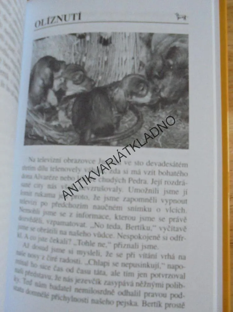 PES V POSTELI, JEZEVČÍK, M. MOUČKOVÁ, **an